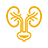kidney